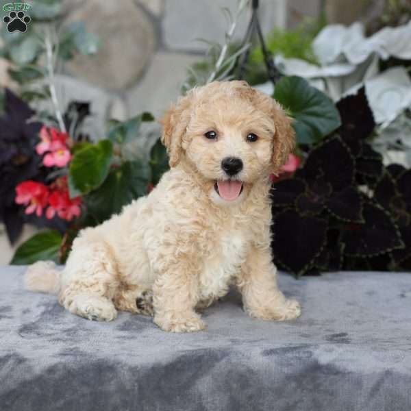 Charlie, Bich-Poo Puppy